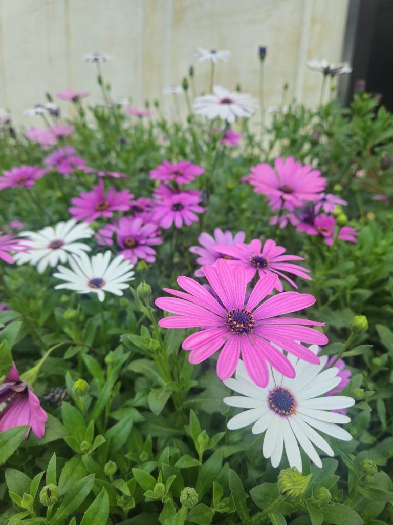 best gardener near me 
best flower in delhi ncr 
gardening service near me 